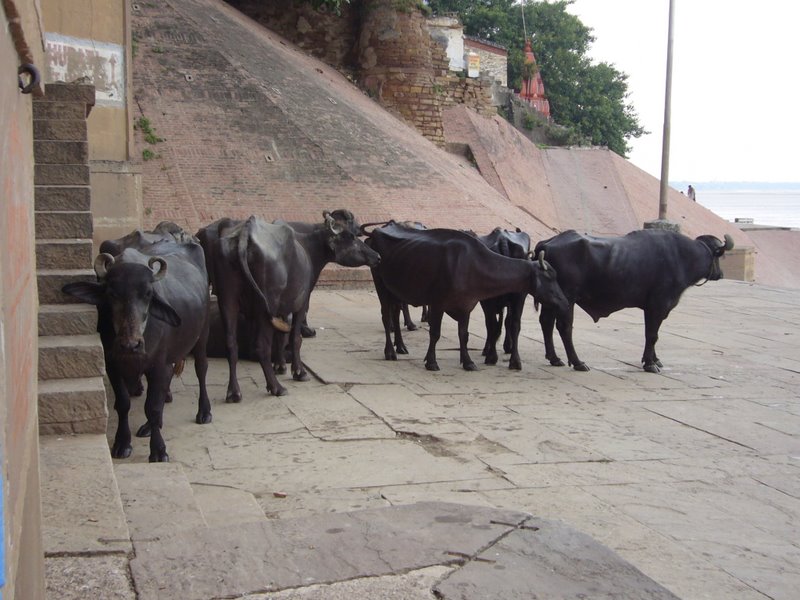 Travel - India - Varanasi - Ghats - Water Buffalo